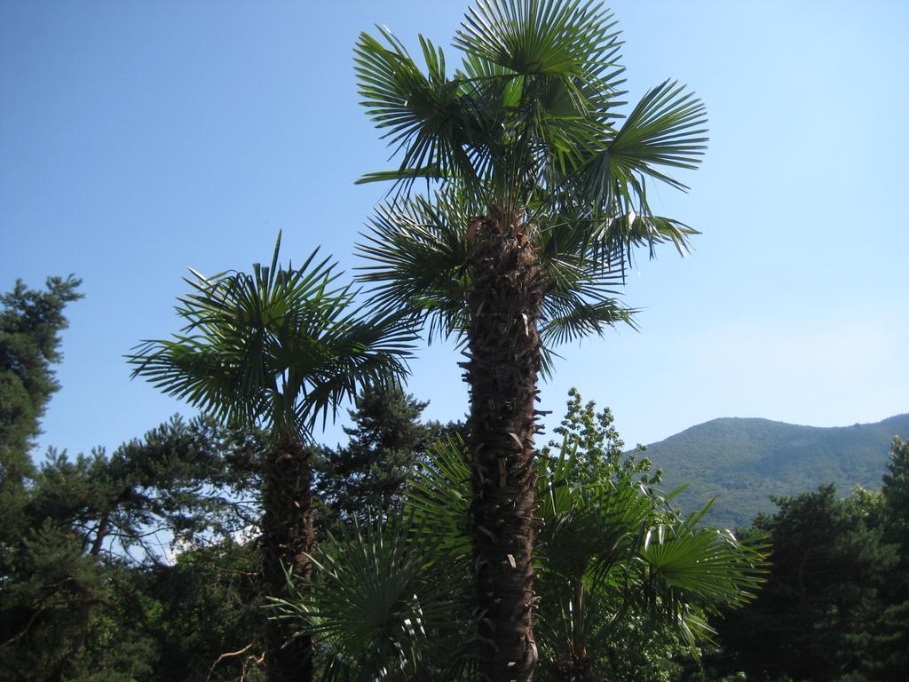 Villa Margherita Lake Maggiore Exterior foto